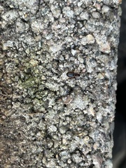 Stenolophini