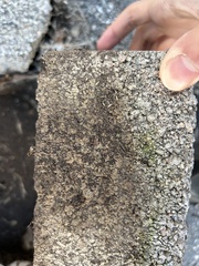 Stenolophini