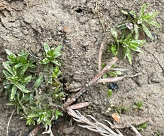 Atrichum cylindricum