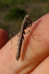 Geomantis larvoides
