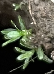 Atrichum cylindricum