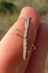 Geomantis larvoides