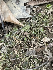 Plagiomnium rostratum