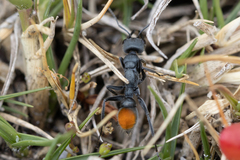 Myrmecia mandibularis