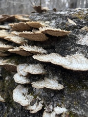 Trichaptum byssogenum