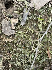 Plagiomnium rostratum