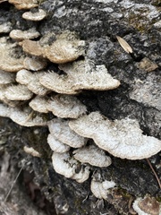 Trichaptum byssogenum