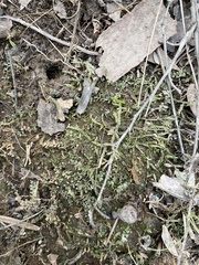 Plagiomnium rostratum