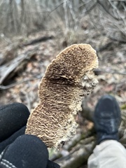 Trichaptum byssogenum