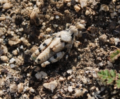 Cibolacris parviceps