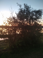 Phyllanthus sellowianus