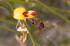 Myrmecia analis