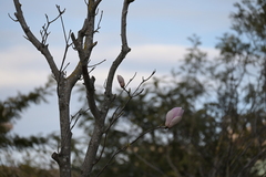 Magnolia liliiflora