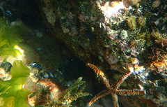 Echinodermata