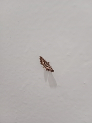 Spilomelinae
