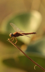 Crocothemis