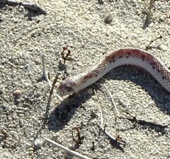 Phyllorhynchus decurtatus