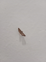 Spilomelinae