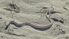 Phyllorhynchus decurtatus