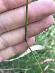 Poa ensiformis