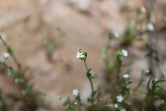 Pectocarya recurvata