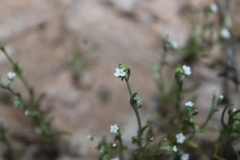 Pectocarya recurvata