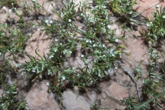 Pectocarya recurvata