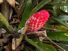 Quesnelia quesneliana