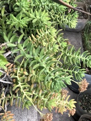 Pachysedum