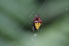 Verrucosa