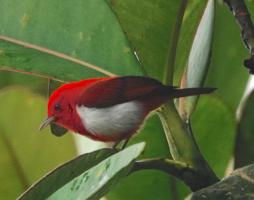 Scarlet-and-white Tanager (Chrysothlypis salmoni), photo 3