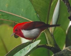 Chrysothlypis salmoni