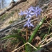 Scilla bifolia - Photo (c) Bernd Haynold, algunos derechos reservados (CC BY-SA)