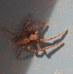 Philodromus rufus