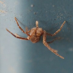 Philodromus rufus