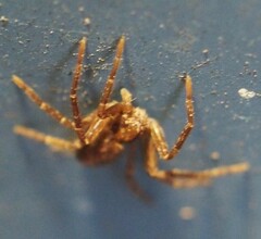 Philodromus rufus