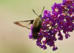 Hemaris diffinis