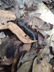 Plethodon mississippi