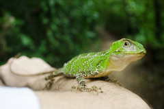Enyalius iheringii