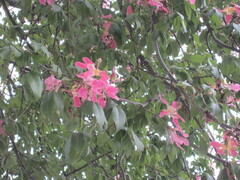 Ceiba speciosa