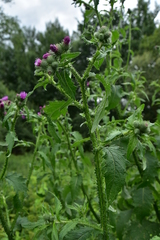 Carduus crispus