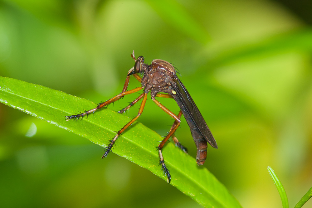 Black Hanging Thief