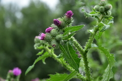 Carduus crispus