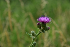 Carduus crispus