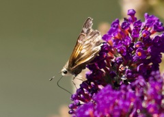 Atalopedes campestris