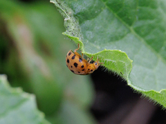 Henosepilachna sumbana