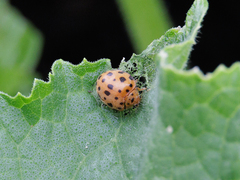 Henosepilachna sumbana