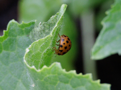 Henosepilachna sumbana