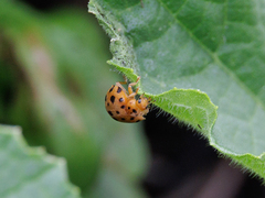 Henosepilachna sumbana