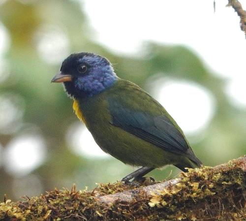 Moss-backed Tanager (Bangsia edwardsi), photo 6